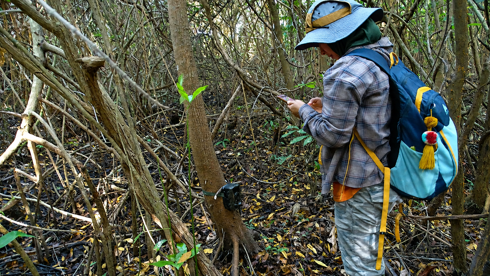 Field researcher checking wildlife-monitoring equipment attached to a tree in a mangrove habitat.