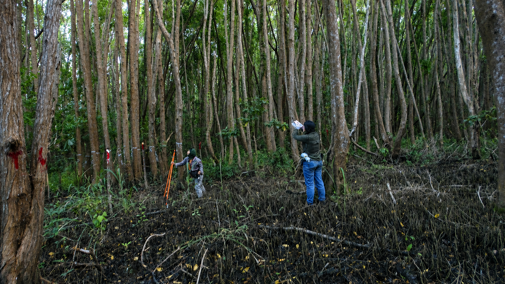 Biodiversity researchers conducting fieldwork among dense mangrove trees and roots in Tabasco.