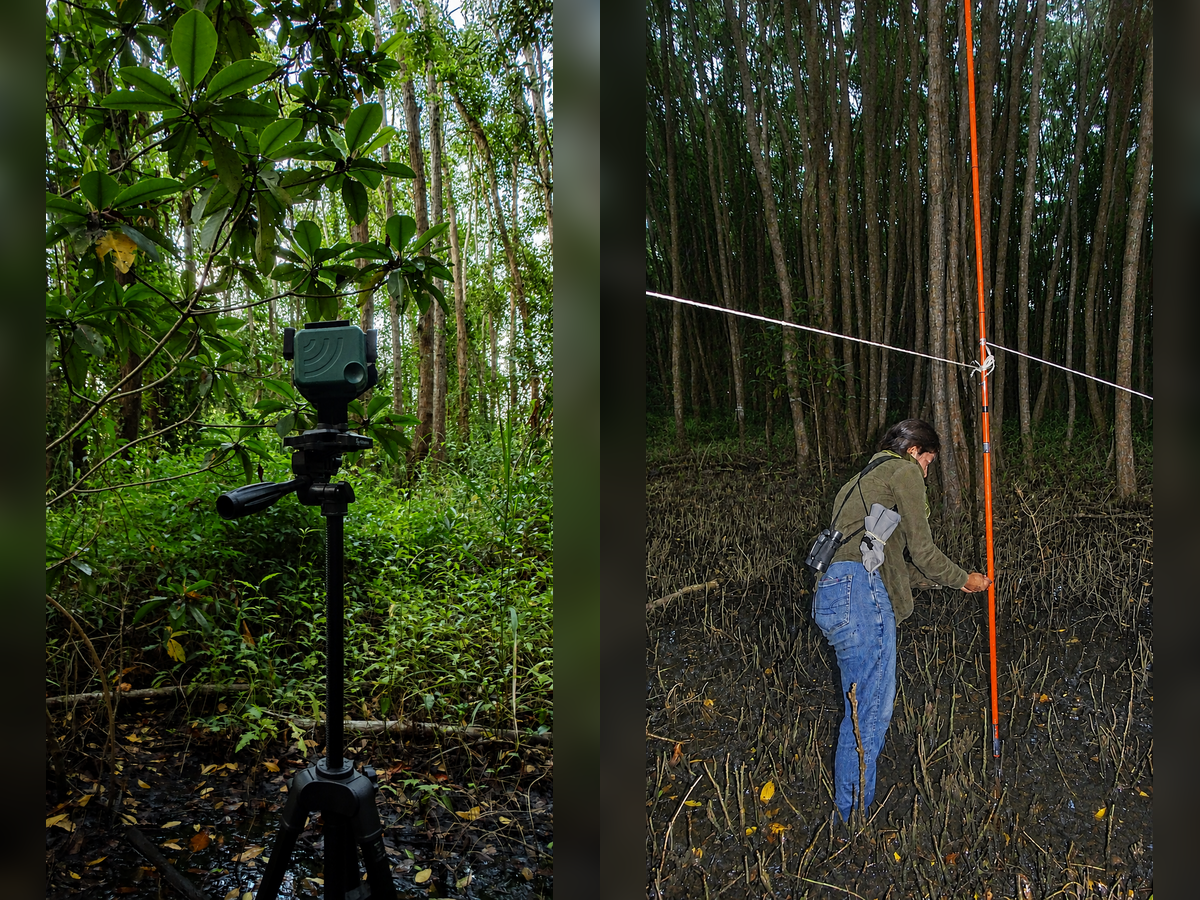 Monitoring equipment and a researcher conducting field measurements in a dense mangrove forest.