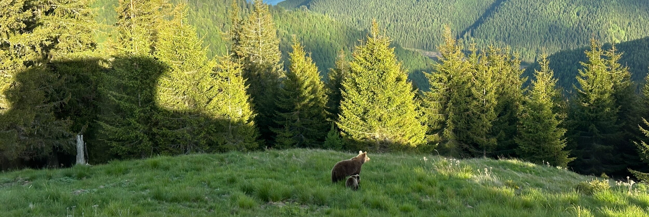 Fundatia Conservation Carpathia