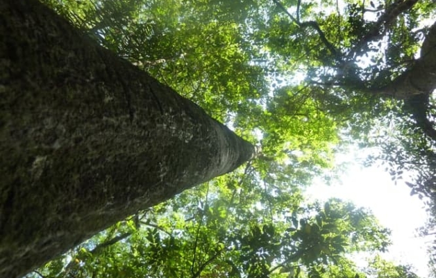 View of tree from below