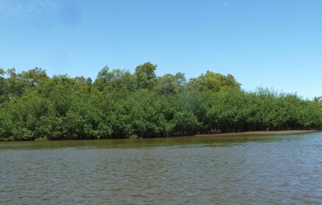 View of mangrove from river