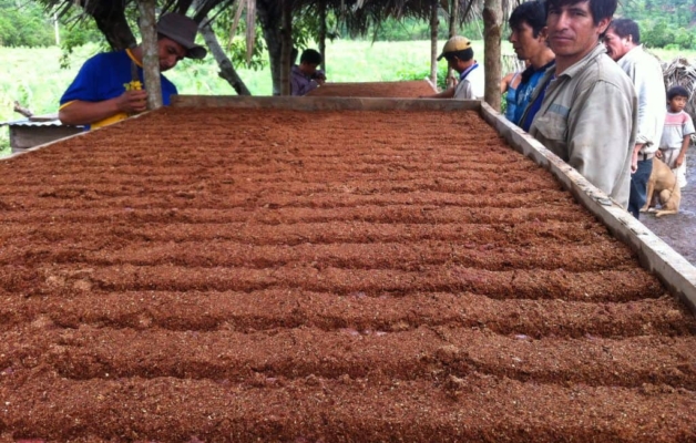 Men processing cocoa