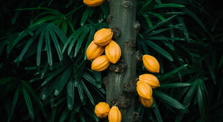 Kakaobaum im Gewächshaus