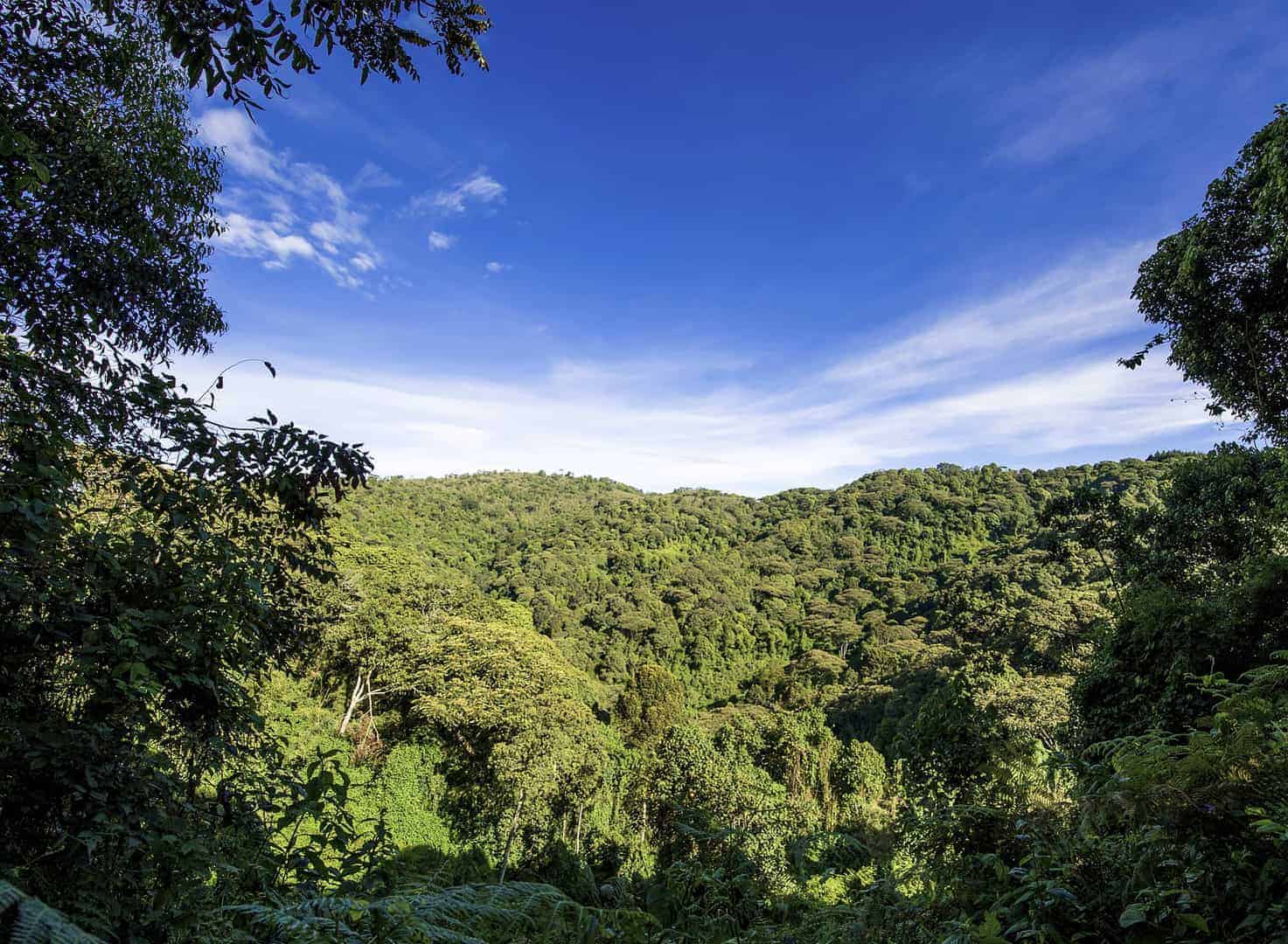 Wide view, forest, blue sky