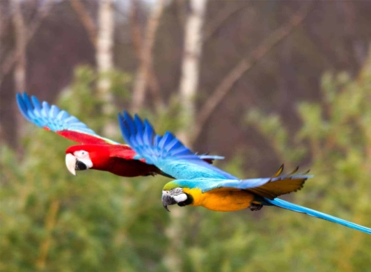 Two macaws flying