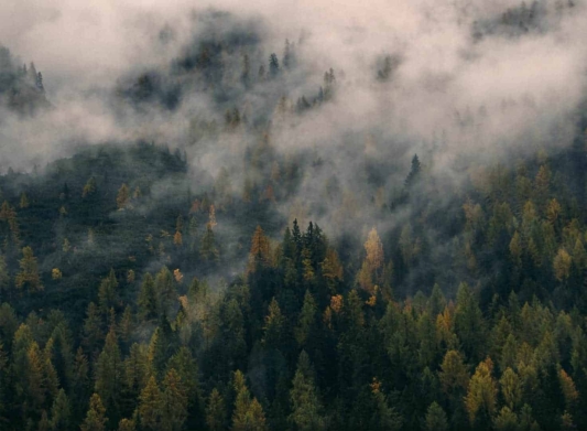 Fog, trees