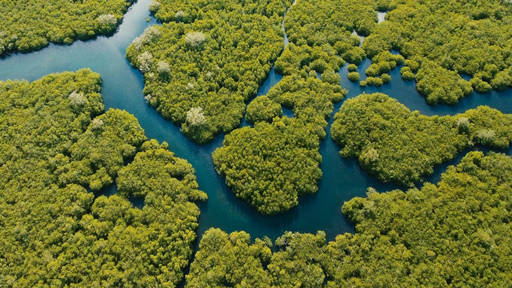 Aerial view of mangrove forest and river on the Siargao island. Mangrove jungles, trees, river. Mangrove landscape. Philippines.