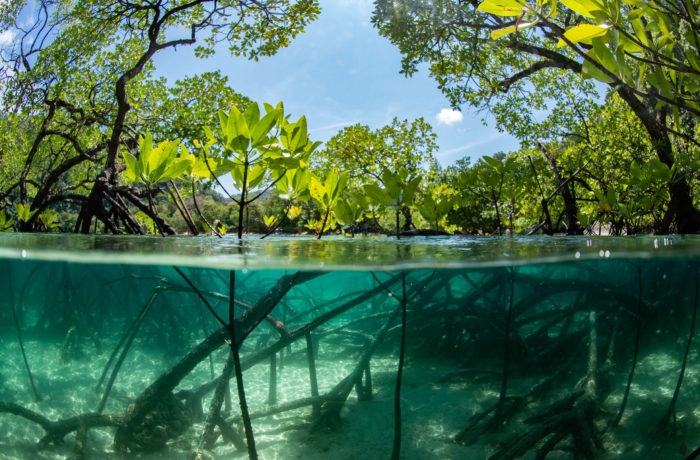 Mangrove above, underwater view