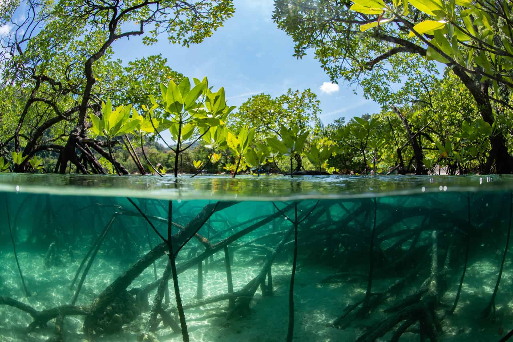 Mangrove above, underwater view