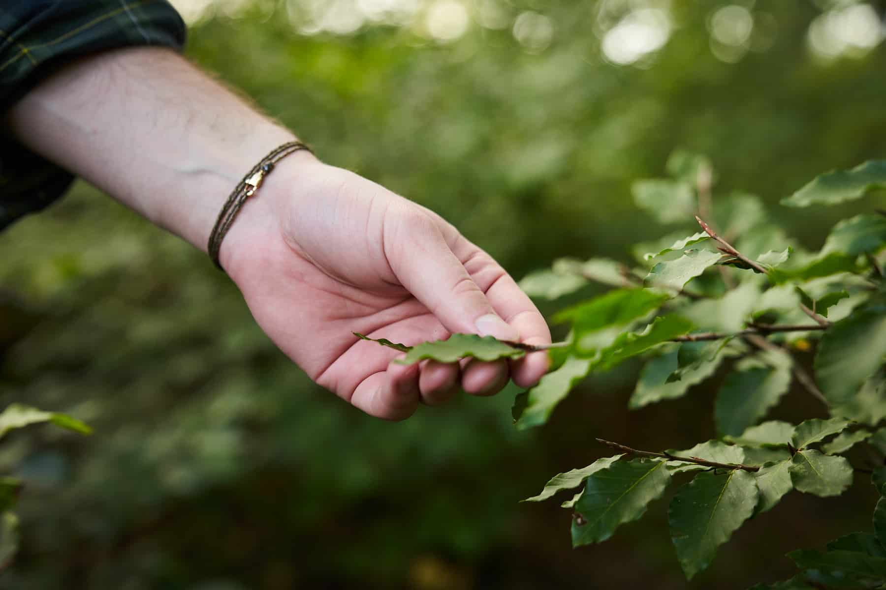 Hand touching leaf