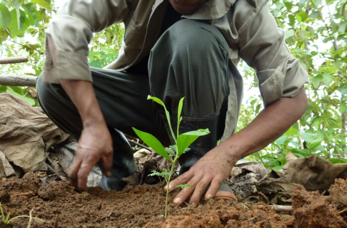Planting Tree, Tropical Mix Project Panama