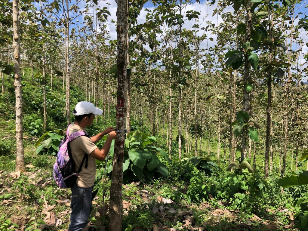 Man measuring plot in the freshly reforested area.