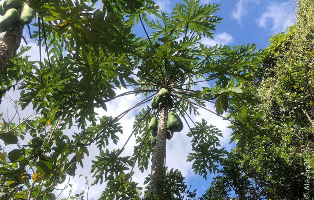 Tree canopy, from below, palm tree