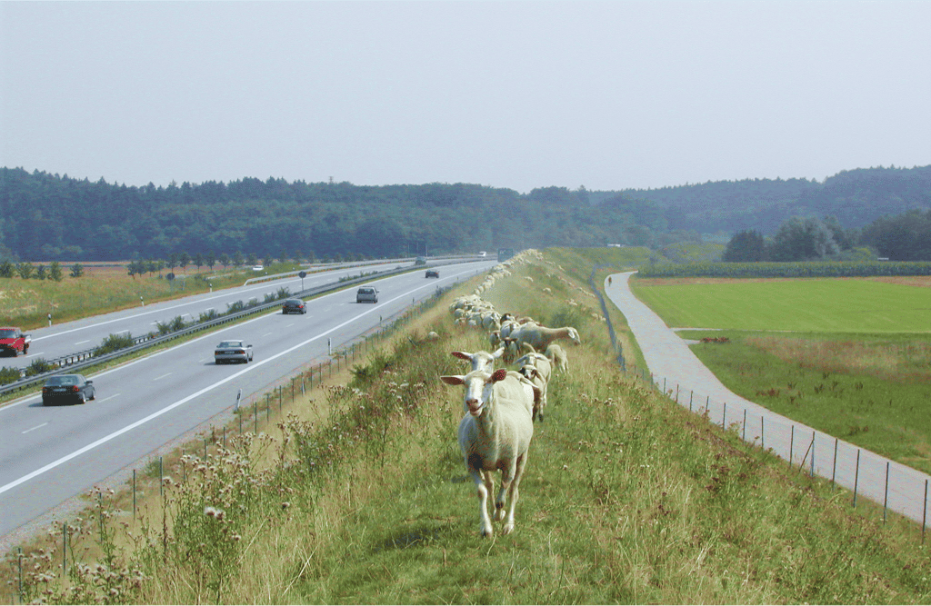 Sheep at a field next to the Autobahn 