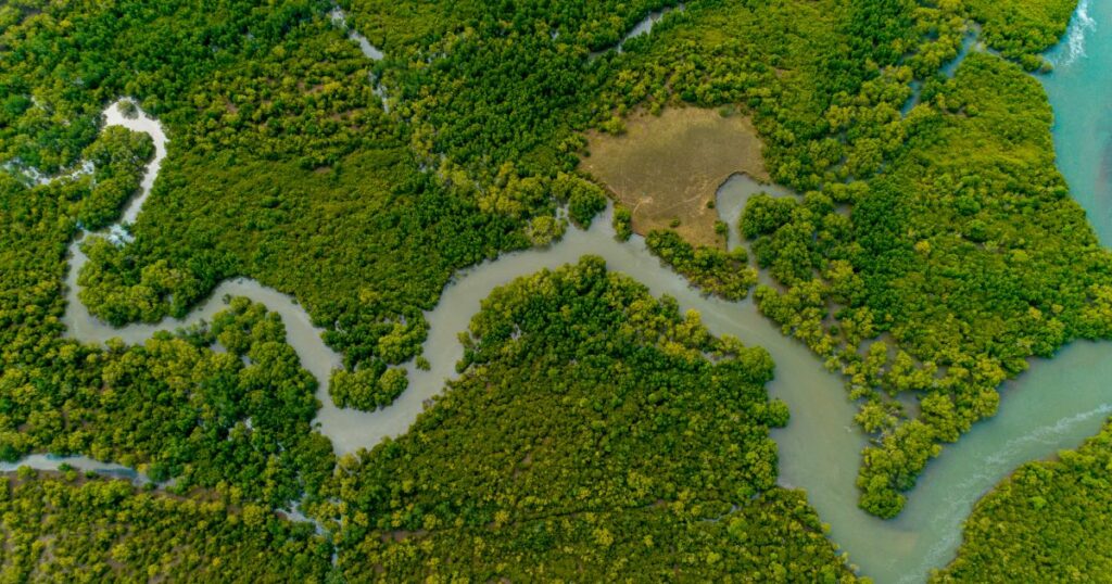 Aerial view of river surrounded by mangroves