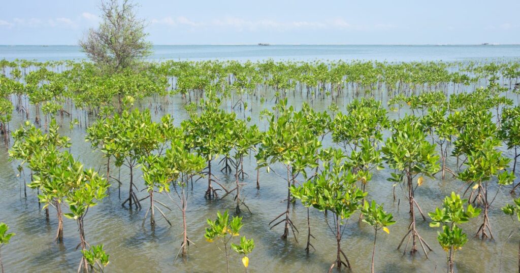 Freshly planted mangrove trees