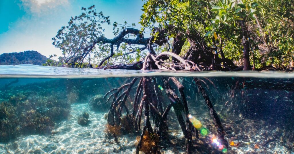 Mangrove tree half under water image half above water. Roots of mangrove tree and surrounding biodiversity.
