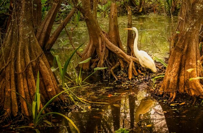 Mangrove forest, bird in mangroves