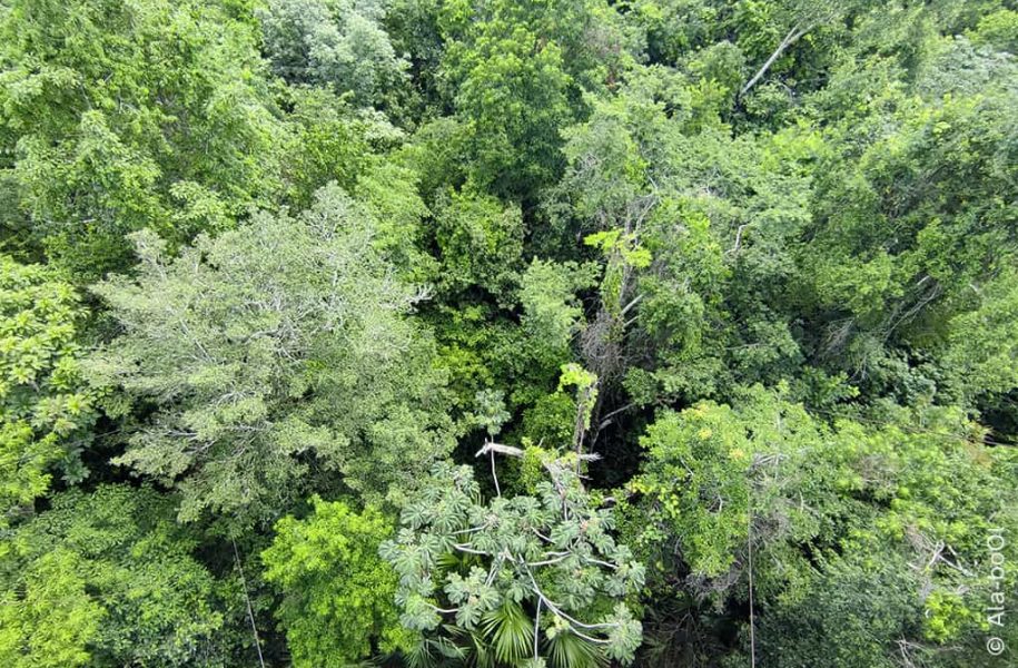 View of forest canopy, from above