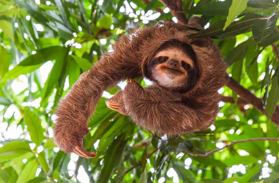 Sloth in tree, Panama