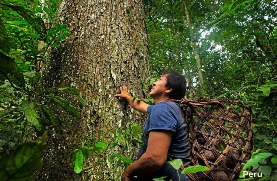 Kokosnüsse sammeln im Peruanische Regenwald