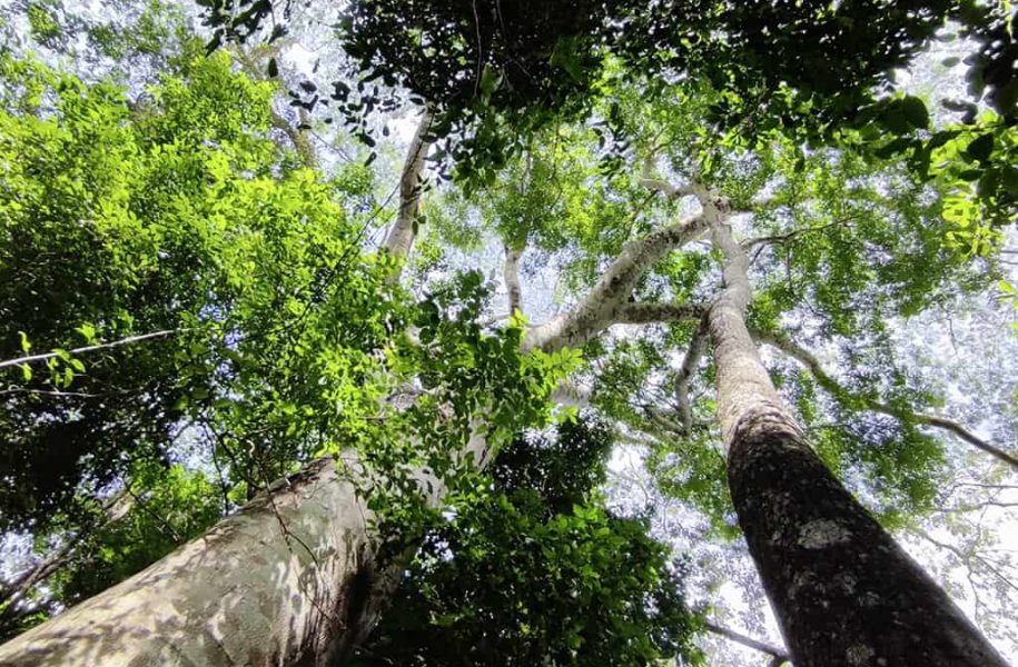 Tree canopy, from below