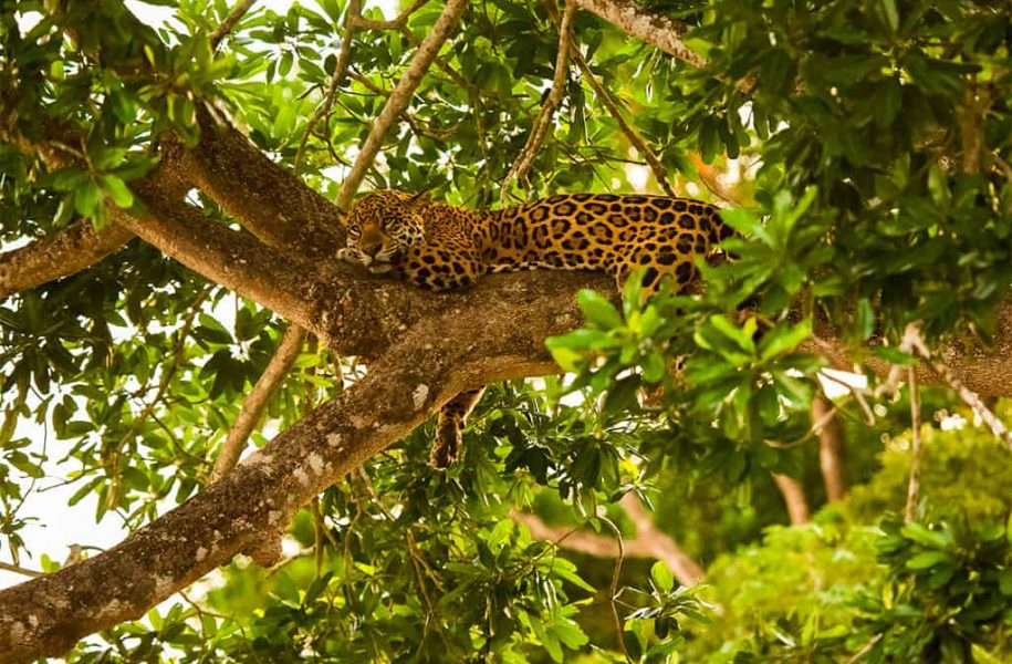 Leopard in tree, Jari Amapá Brazil