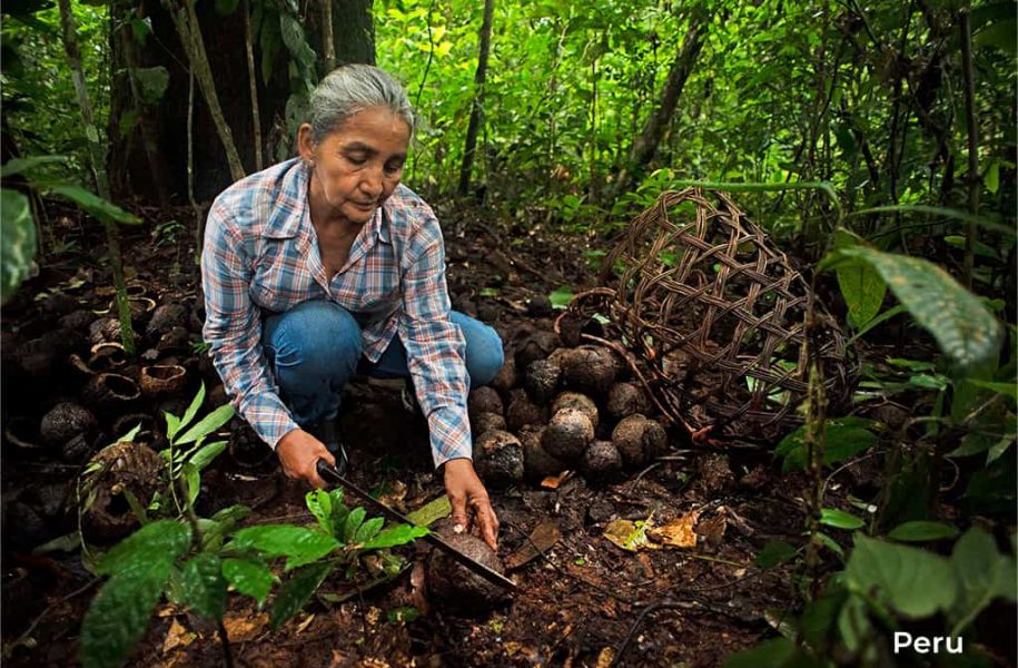 Frau schneidet Kokosnüsse im Regenwald in Madre de Dios