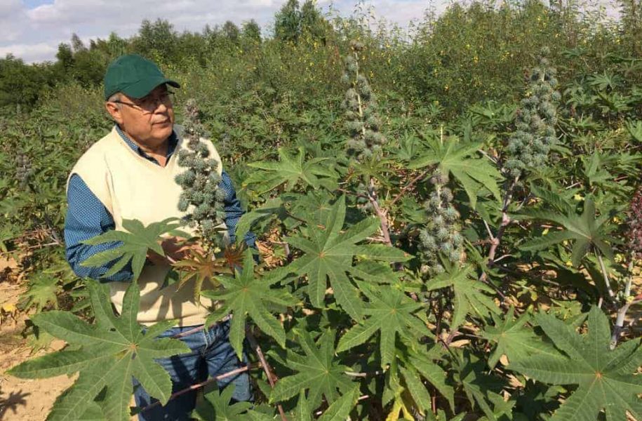 Man standing with castor oil plants