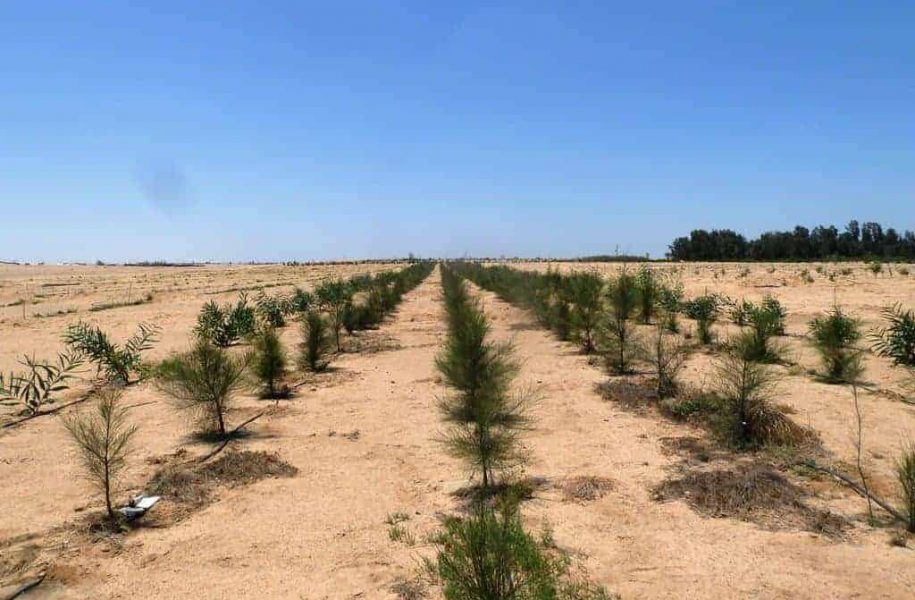 New growth, saplings, Egypt