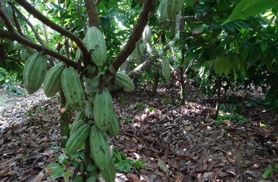 Cocoa pods on trees, Dominican Republic
