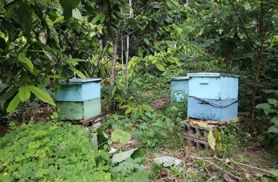 Beehive boxes in forest