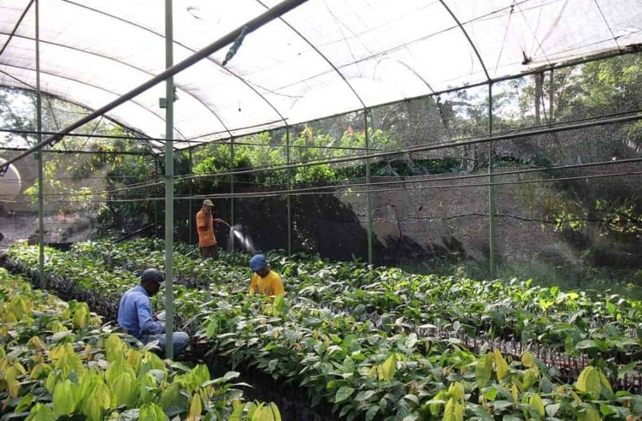 Greenhouse of new saplings, farmers watering