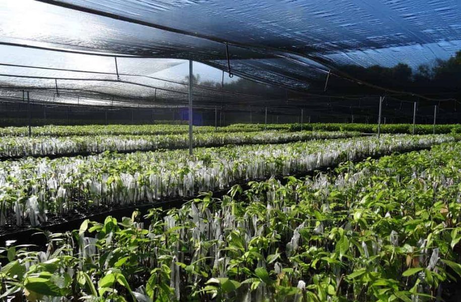Greenhouse of new saplings, Dominican Republic