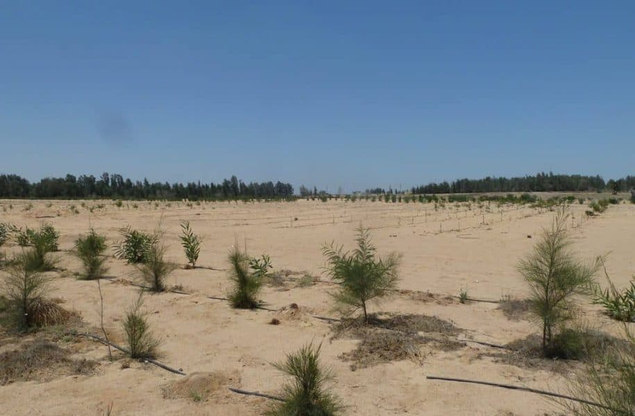 FEASIBILTY-STUDY-FROM-AFFORESTATION-TO-FIBRE-BOARD-PRODUCTION-EGYPT-1-1-1024x768