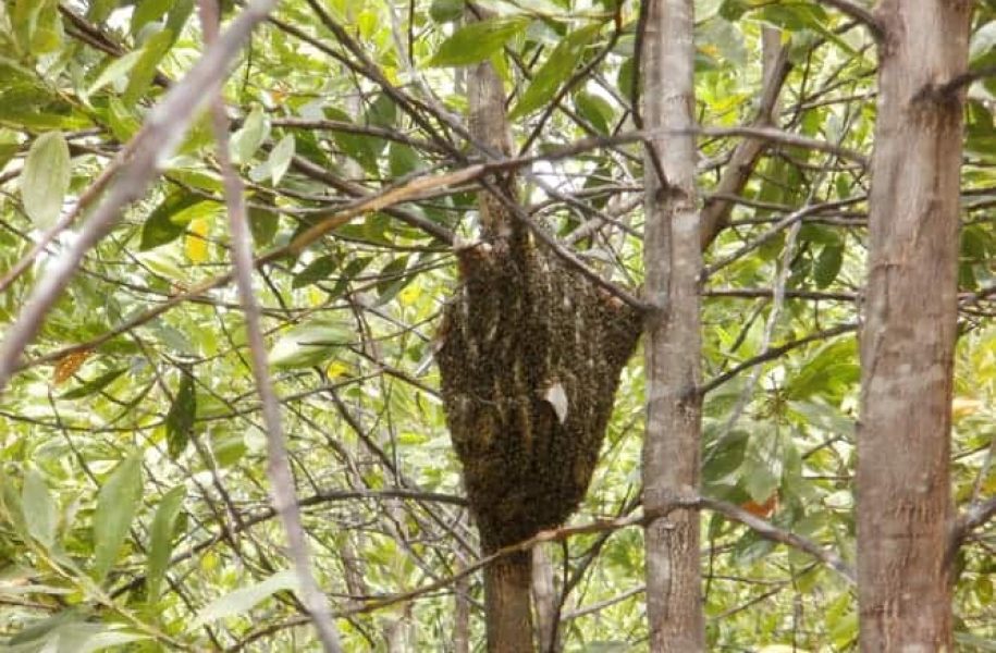 Close up of nest in forest