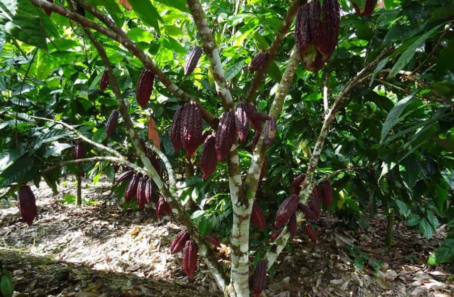 Cocoa plant, close up