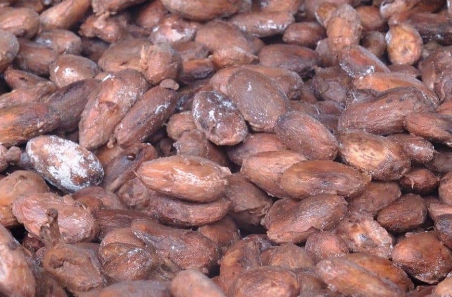 Cocoa seeds close up