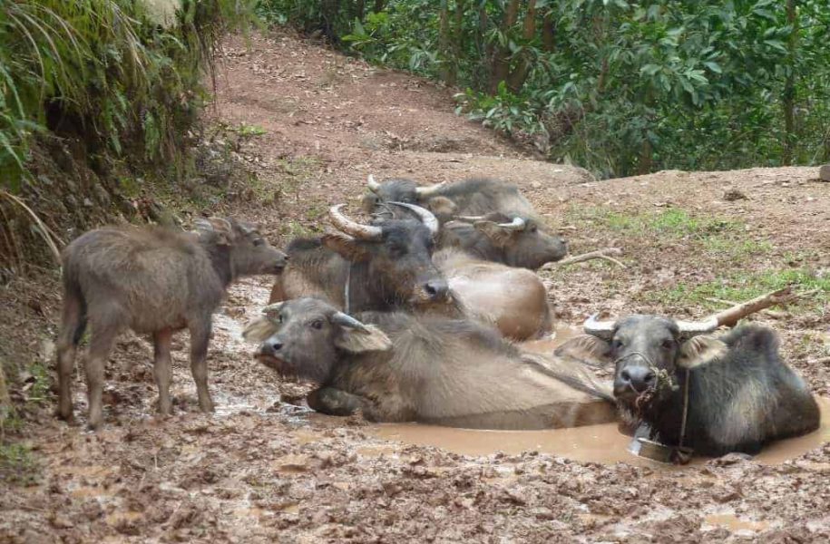 Group of carabaos in mud