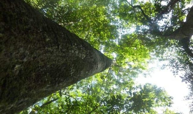 View of tree from below