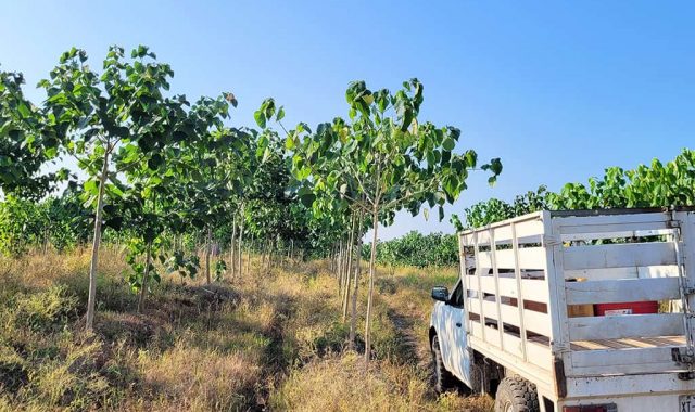 Truck in tree plantation